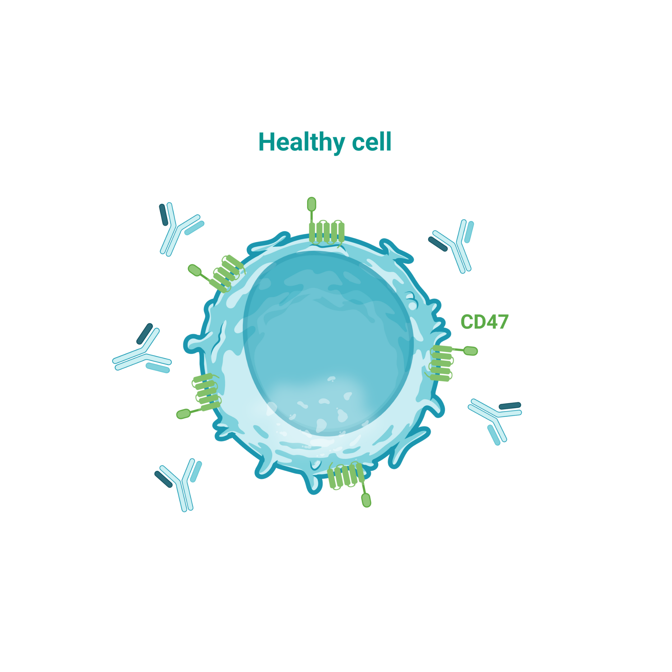 Selective Cd47 Targeting 1