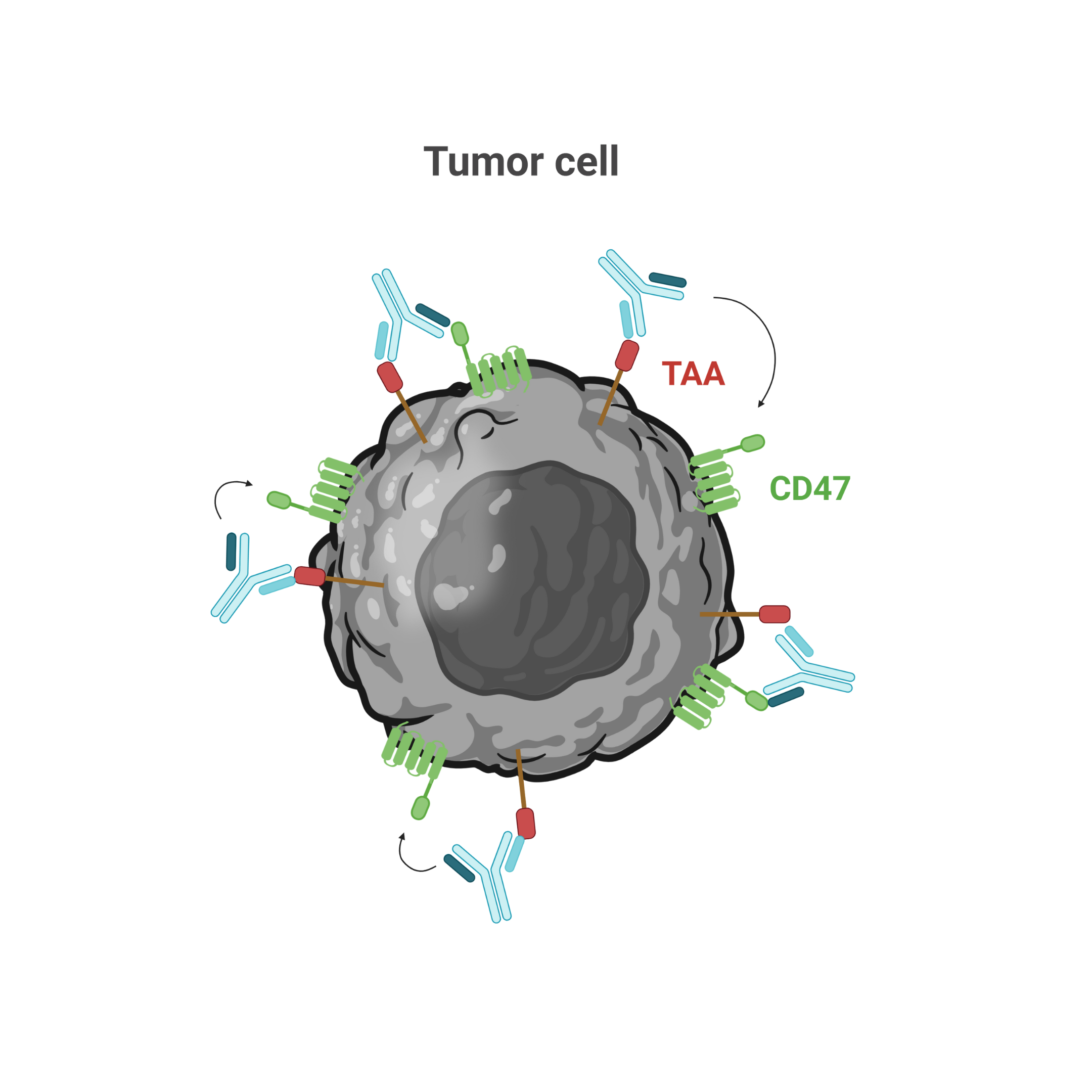 Selective Cd47 Targeting 1