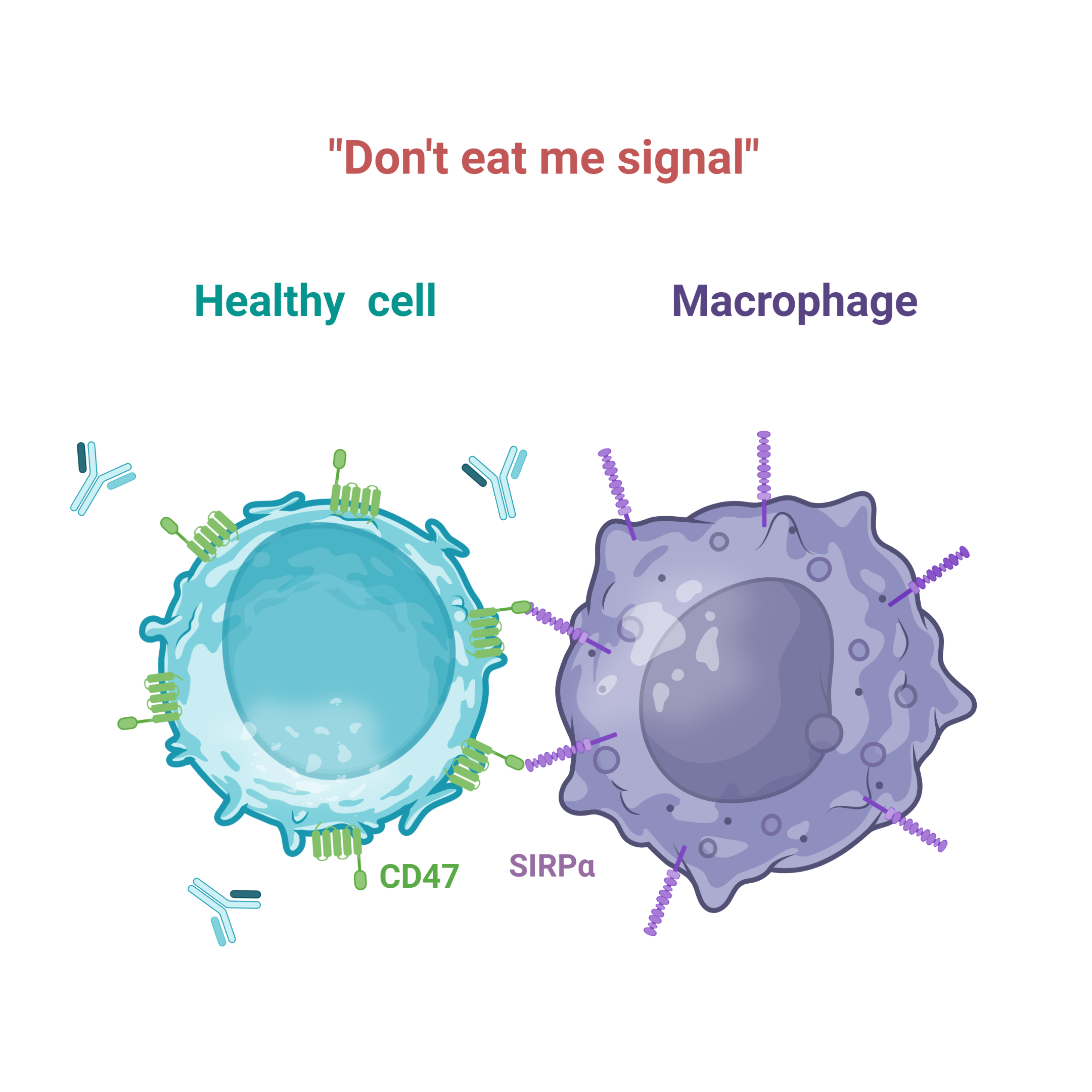 Selective Cd47 Targeting