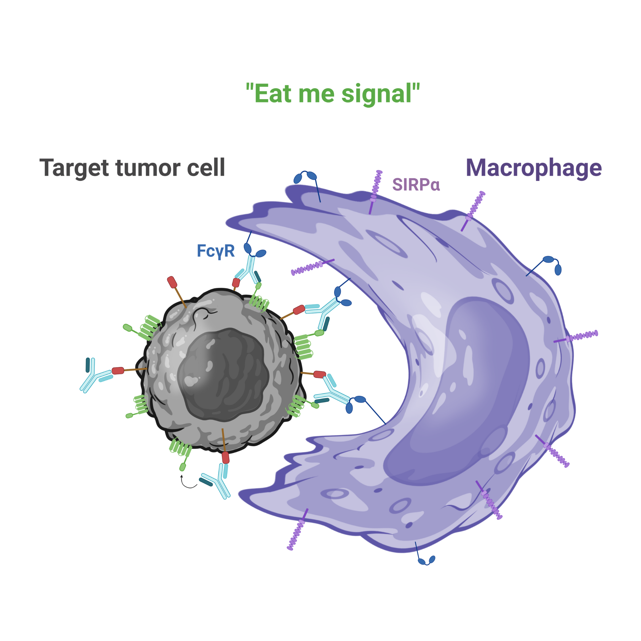 Selective Cd47 Targeting